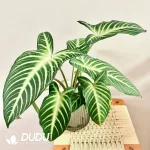Caladium lindenii Seedling(100Pcs)
