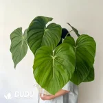 Philodendron Mcdowell Seedling(100Pcs)