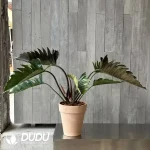 Philodendron Caramel Pluto Seedling(100Pcs)