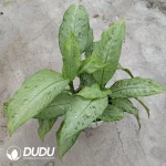 Dieffenbachia bowanniitik Seedling(100Pcs)