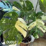 Monstera Thai Constellation Seedling(100Pcs)