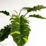 philodendron ring or fire var Seedling(100Pcs)