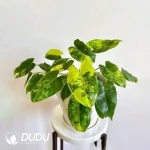 Philodendron Burle Marx Variegata Seedling(100Pcs)