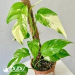 Epipremnum pinnatum Seedling(100Pcs)