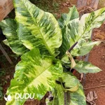 Bird's Nest Anthurium Seedling(100Pcs)