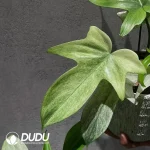 Philodendron florida ghost Seedling(100Pcs)