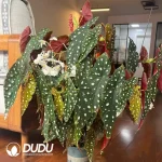 Begonia Maculata Seedling(100Pcs)