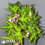 Begonia Geometry Seedling(100Pcs)