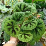 Begonia Masoniana Irmsch Seedling(100Pcs)