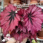 Begonia Rubby Slippers Seedling(100Pcs)