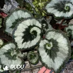 Begonia Escargot Seedling(100Pcs)
