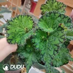 Begonia Pika Seedling(100Pcs)