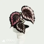 Begonia Helen Seedling(100Pcs)