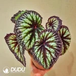 Begonia Fireworks Seedling(100Pcs)