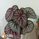 Begonia Rex Seedling(100Pcs)