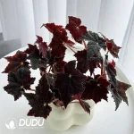 Begonia black velvrt Seedling(100Pcs)
