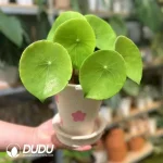 Begonia Conchifolia Seedling(100Pcs)