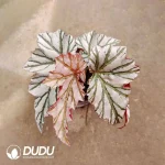 Begonia Highway Seedling(100Pcs)