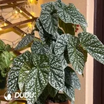 Begonia'Snow Capped Seedling(100Pcs)