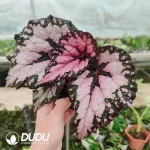 Begonia' fromsky Seedling(100Pcs)