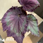 Begonia' beauty Seedling(100Pcs)