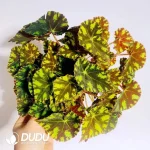 Begonia 'Tiger Seedling(100Pcs)
