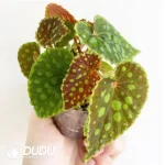 Begonia chlorosticta Seedling(100Pcs)