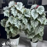 Begonia l00king giass Seedling(100Pcs)