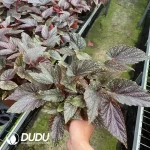 Begonia subhowiiPlant Seedling(100Pcs)