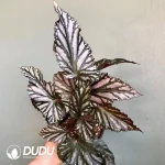 begonia downhome Seedling(100Pcs)