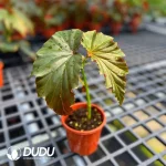 Begonia 'Irene Nuss' Seedling(100Pcs)
