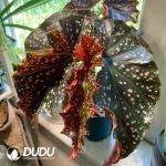 Begonia palmata D. Don. Seedling(100Pcs)