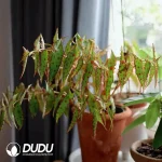 Begonia amphioxus Seedling(100Pcs)