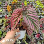 Begonia brevirimosa subsp Seedling(100Pcs)