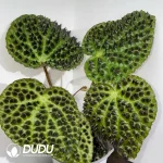 Begonia ferox Seedling(100Pcs)