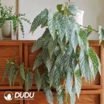 begonia 'white ice'Seedling(100Pcs)