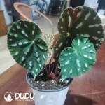 Begonia filiformis Irmsch Seedling(100Pcs)