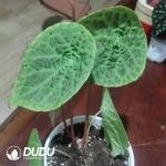 Begonia phuthoensis Seedling(100Pcs)