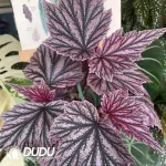 Begonia Pink Minx Seedling(100Pcs)