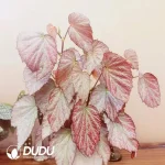 Begonia two face Seedling(100Pcs)