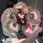 Begonia superuniverse Seedling(100Pcs)