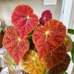 Begonia Autumn Ember Seedling(100Pcs)