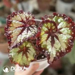 Begonia Carnival Seedling(100Pcs)