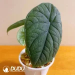Alocasia melo Seedling(100Pcs)