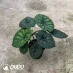 Alocasia Dragon Scale Seedling(100Pcs)