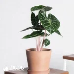 Alocasia Pink Dragon Seedling(100Pcs)