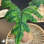 Alocasia Jacklyn Seedling(100Pcs)