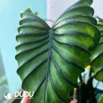 Colocasia Paraoh Mask Seedling(100Pcs)