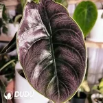 Alocasia Azlanii Seedling(100Pcs)