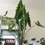 Alocasia 'Sarian' Seedling(100Pcs)